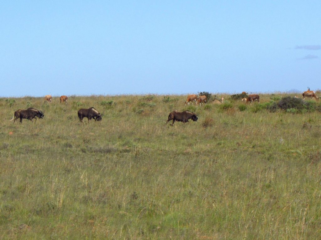 Fauna Survey Herds