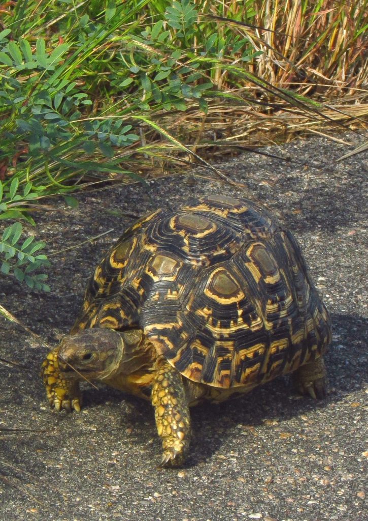 Fauna Surveys Tortoise