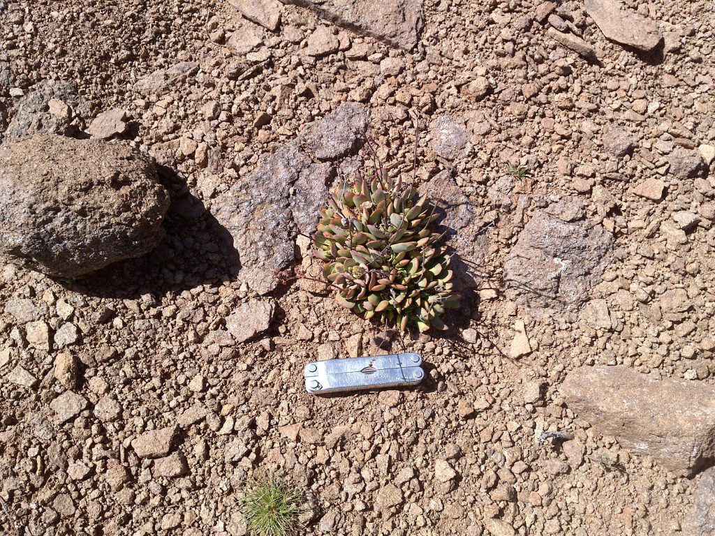 Flora Surveys Measuring