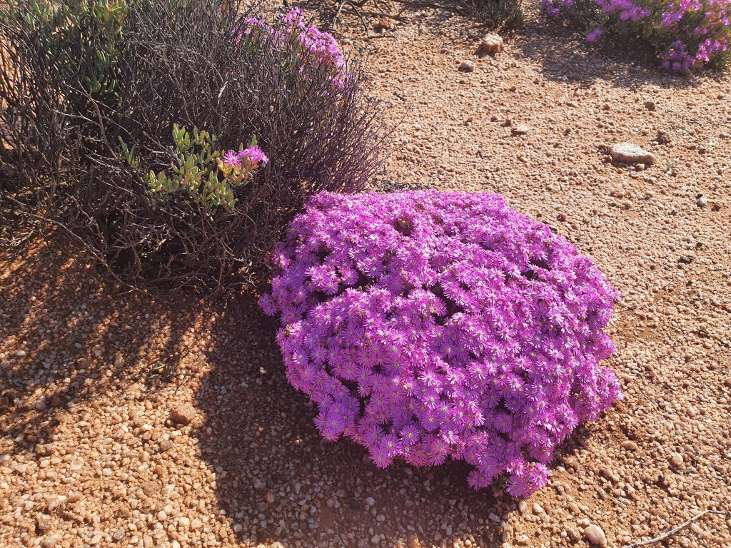 Flora Surveys Study 2