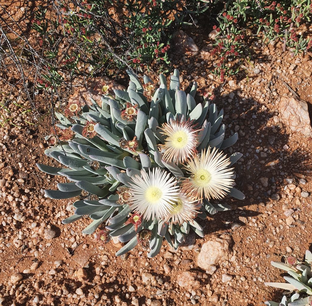 Flora Surveys Study 1