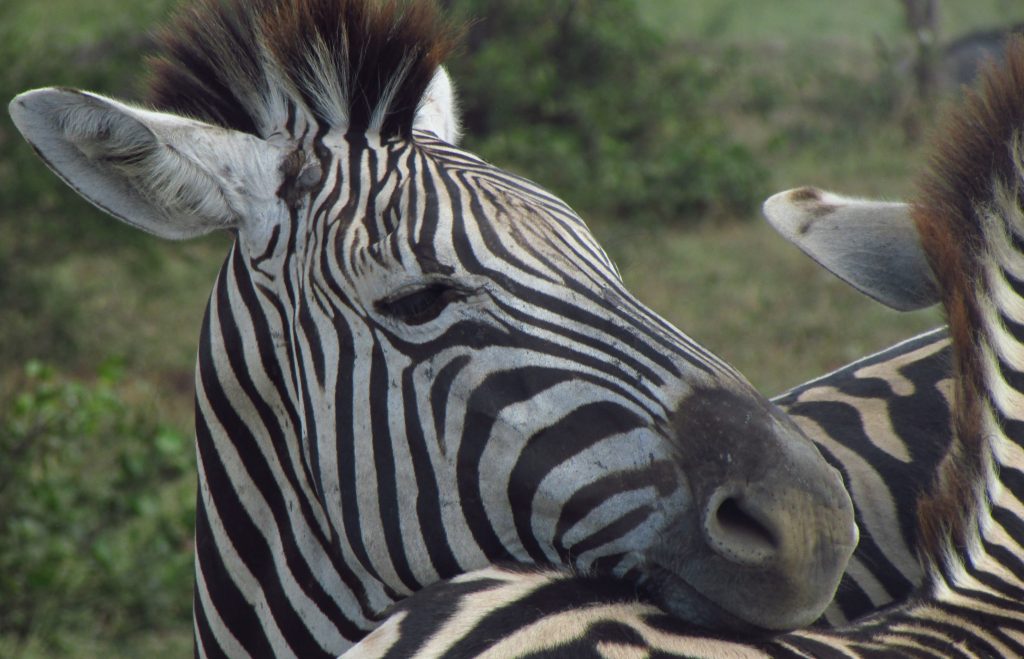 EkoInfo_Fauna Surveys