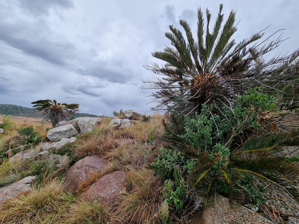 EkoInfo_Flora Survey