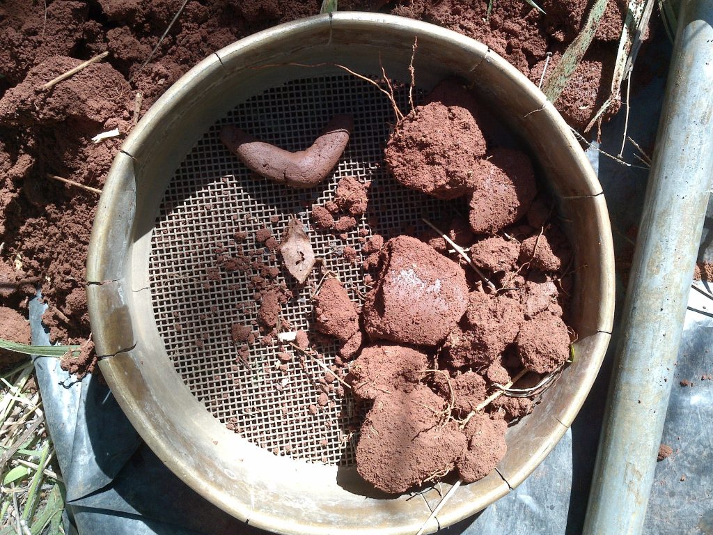 Soil Surveys Sifting
